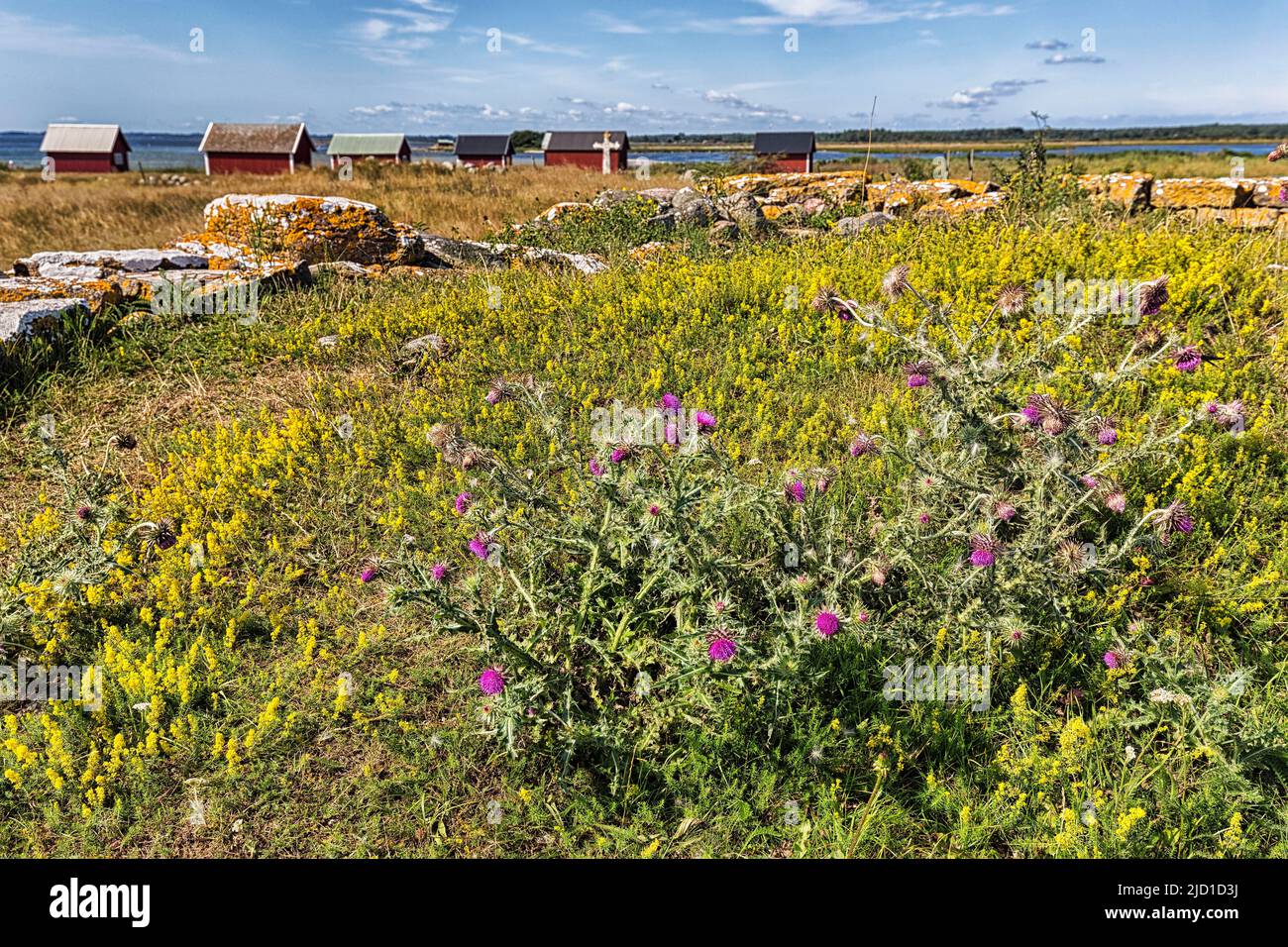 Blühende Disteln auf einer Wiese, dahinter typische rote Fischerhütten im Sommer, Kapelludden Hafen, Oeland Insel, Kalmar laen, Schweden Stockfoto