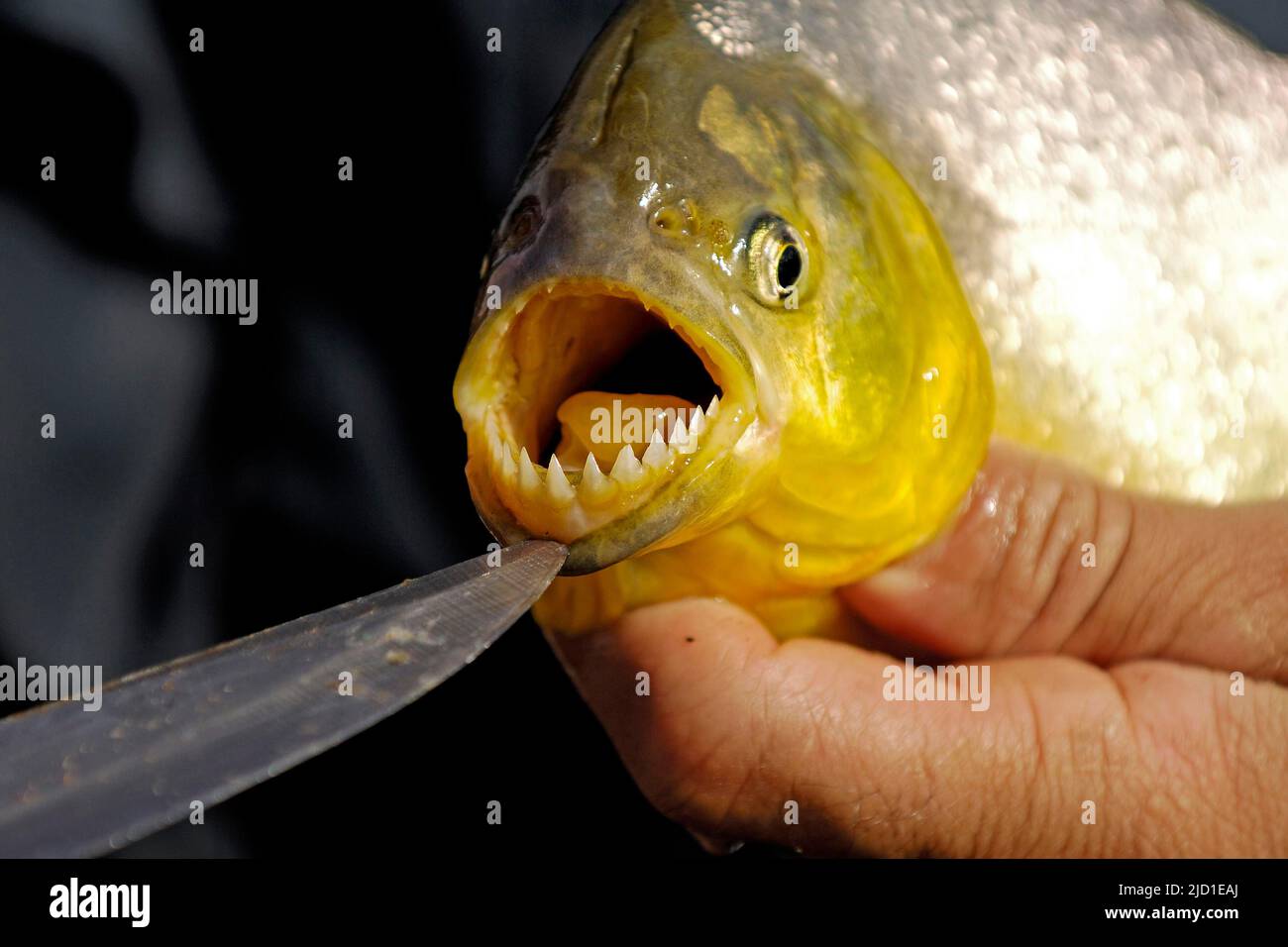 Gebiss eines roten Pirambebas (Serrasalmus) (nattereri), Pantanal, Brasilien Stockfoto