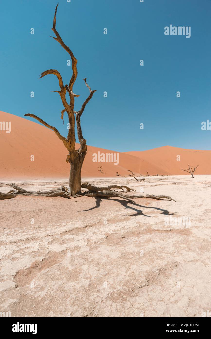 Alter toter Baum auf dem Grund des getrockneten Sees in Deadvlei, Namibia Stockfoto
