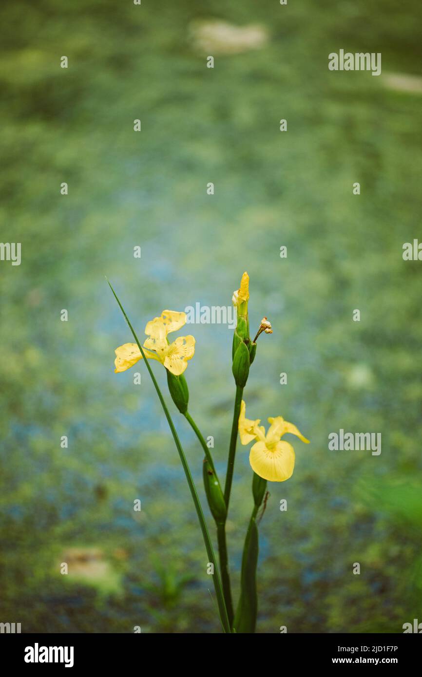 Gelbe Iris pseudacorus, gelbe Flagge, gelbe Iris, Wasserflagge blüht am Ufer des grünen Teichs. Feder. Stockfoto