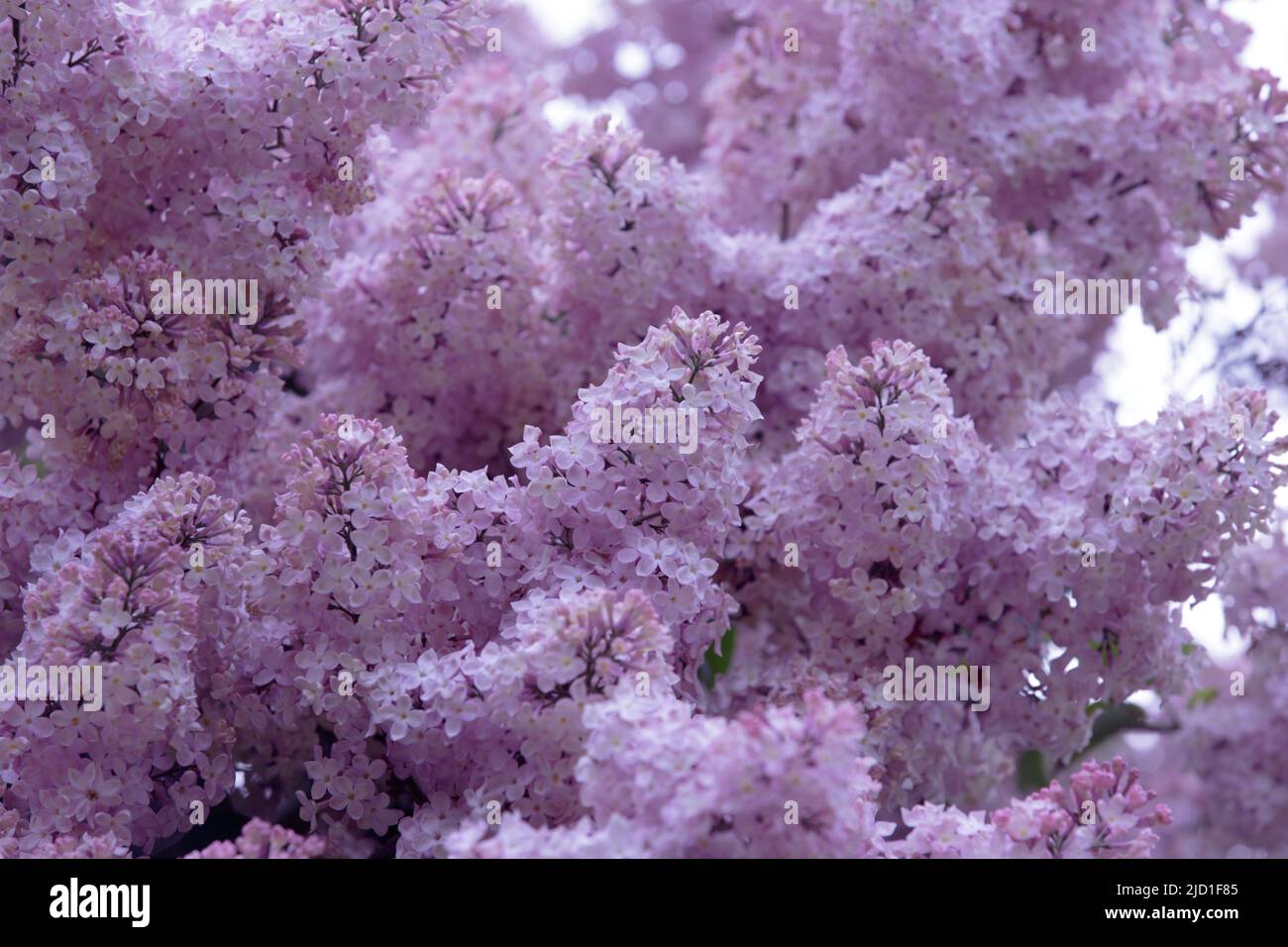 Fliederblüten. Lila und rosa Blütentrauben blühender Flieder an den Zweigen der Büsche. Blühender Fliedergarten Stockfoto
