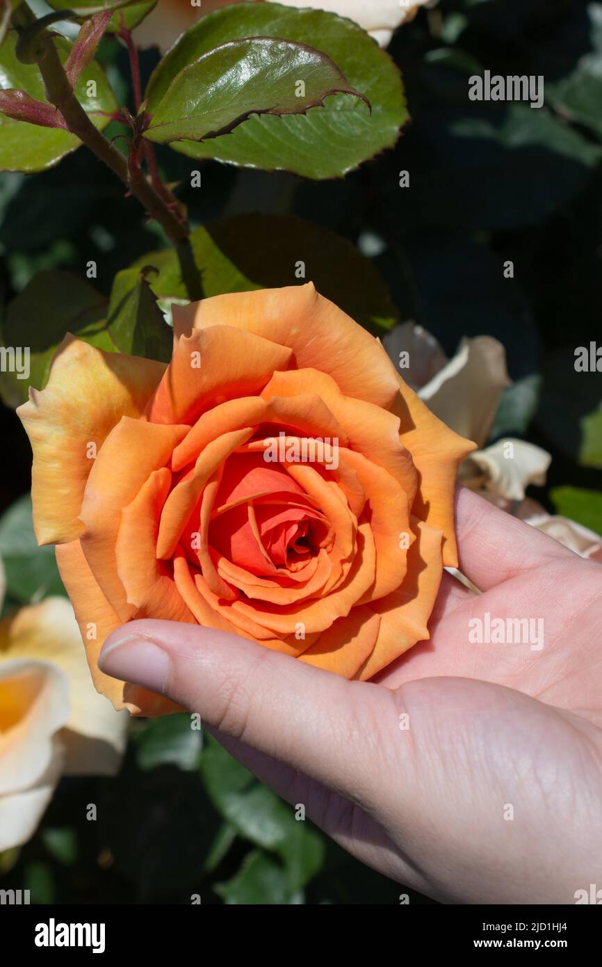 Schöne frische rose in der hand Stockfoto