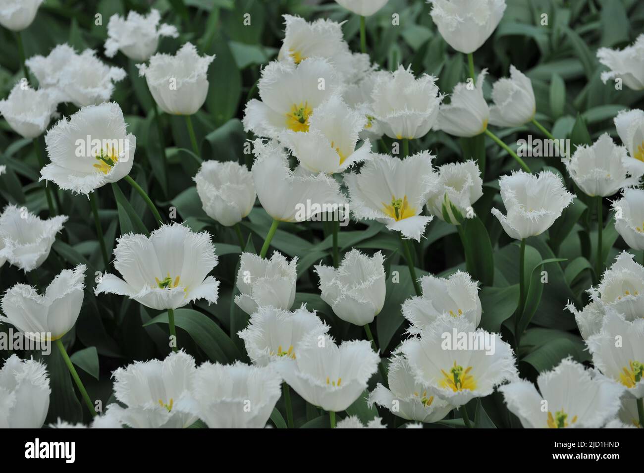 Weiße Tulpen (Tulipa) Nordpol blühen im April in einem Garten Stockfoto