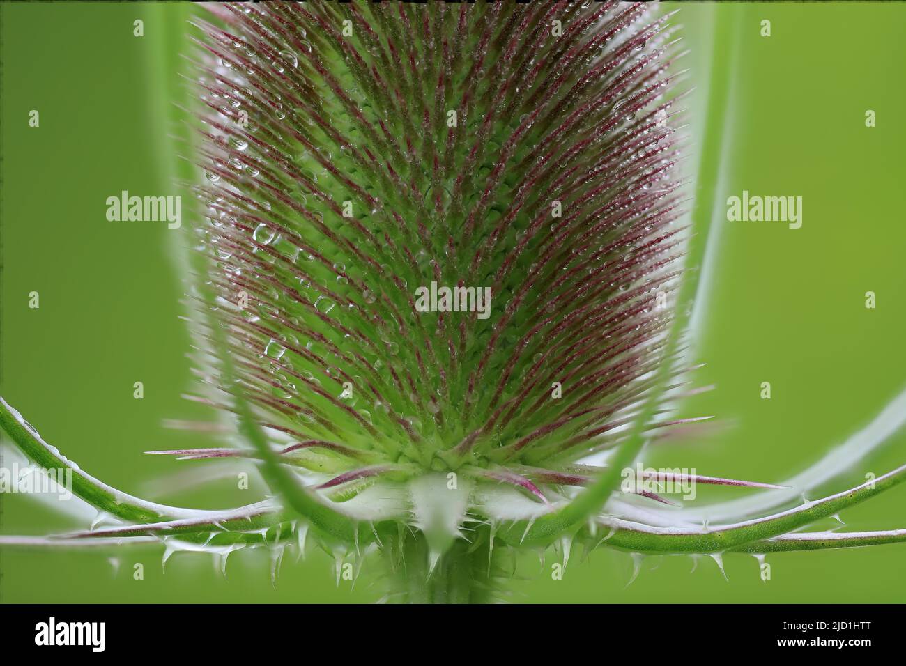 Wildes Kardoon (Dipsacus fullonum), Geißelgewächse (Caprifloiaceae), Zielfinger gesehen, Naturpark Obere Donau, Baden-Württemberg, Deutschland Stockfoto