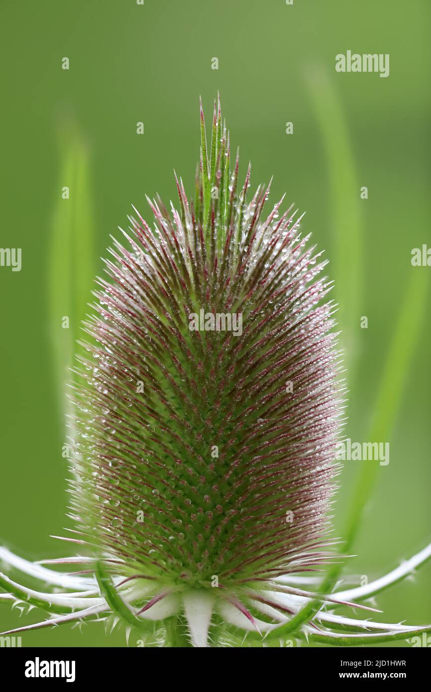 Wildes Kardoon (Dipsacus fullonum), Geißelgewächse (Caprifloiaceae), Zielfinger gesehen, Naturpark Obere Donau, Baden-Württemberg, Deutschland Stockfoto