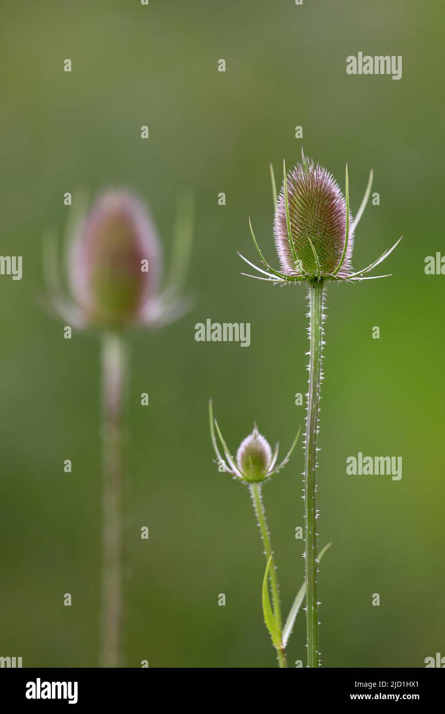 Wildes Kardoon (Dipsacus fullonum), Geißelgewächse (Caprifloiaceae), Zielfinger gesehen, Naturpark Obere Donau, Baden-Württemberg, Deutschland Stockfoto