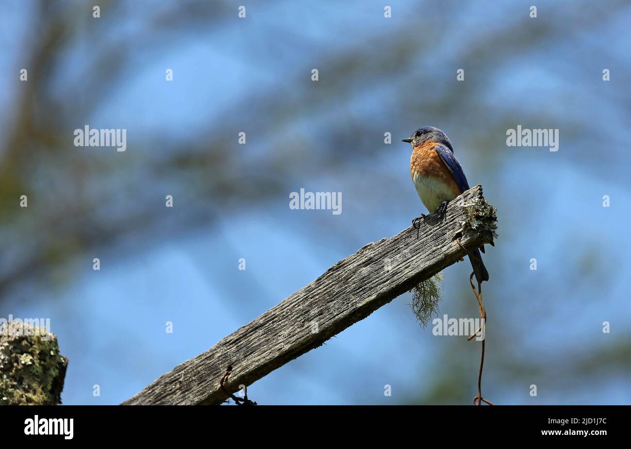 Eastern Bluebird am blauen Himmel - North Carolina Stockfoto