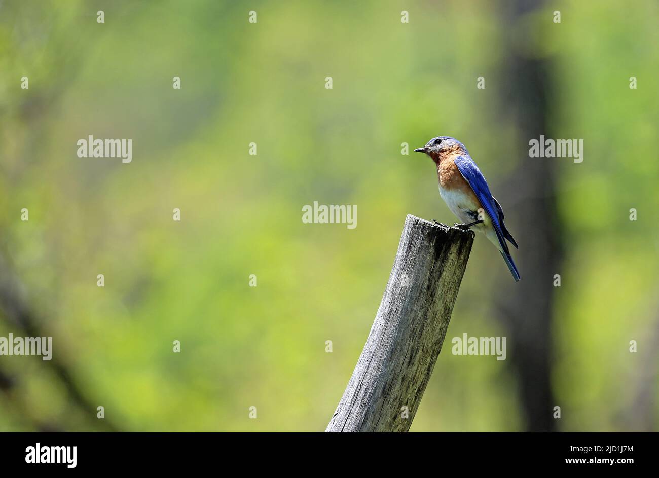 Eastern Bluebird - North Carolina Stockfoto