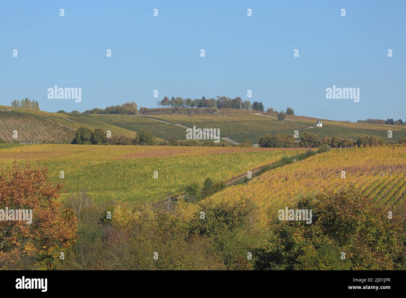 Herbstlandschaft mit Reben und Weinbergen in Kiedrich im Rheingau, Taunus, Hessen, Deutschland Stockfoto