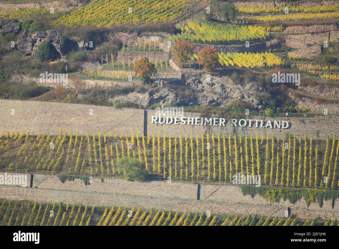 Weinberge und Weinreben am Rüdesheimer Rottland im Herbst in Rüdesheim, Rheingau, Taunus, Hessen, Oberes Mittelrheintal, Deutschland Stockfoto