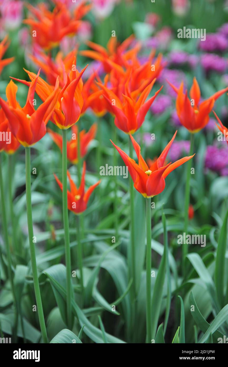 Rote Lilie-blühende Tulpen (Tulipa) Orange Star blühen im April in einem Garten Stockfoto