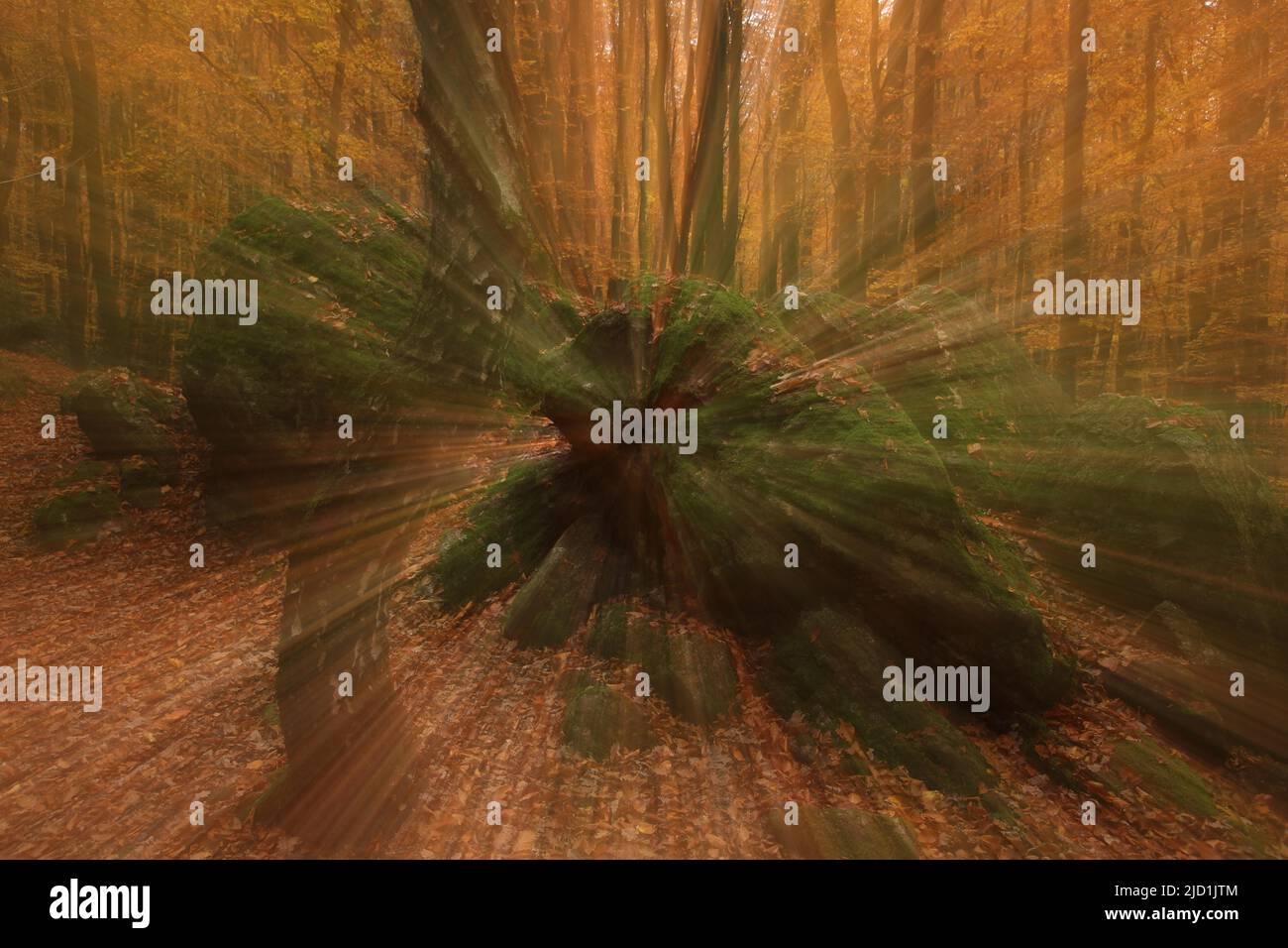 Fotokunst mit Zoom-Effekt im Herbstwald mit gebogenem Birkenstamm, Steinen und Blättern im Herbst, Eppstein, Taunus, Hessen, Deutschland Stockfoto