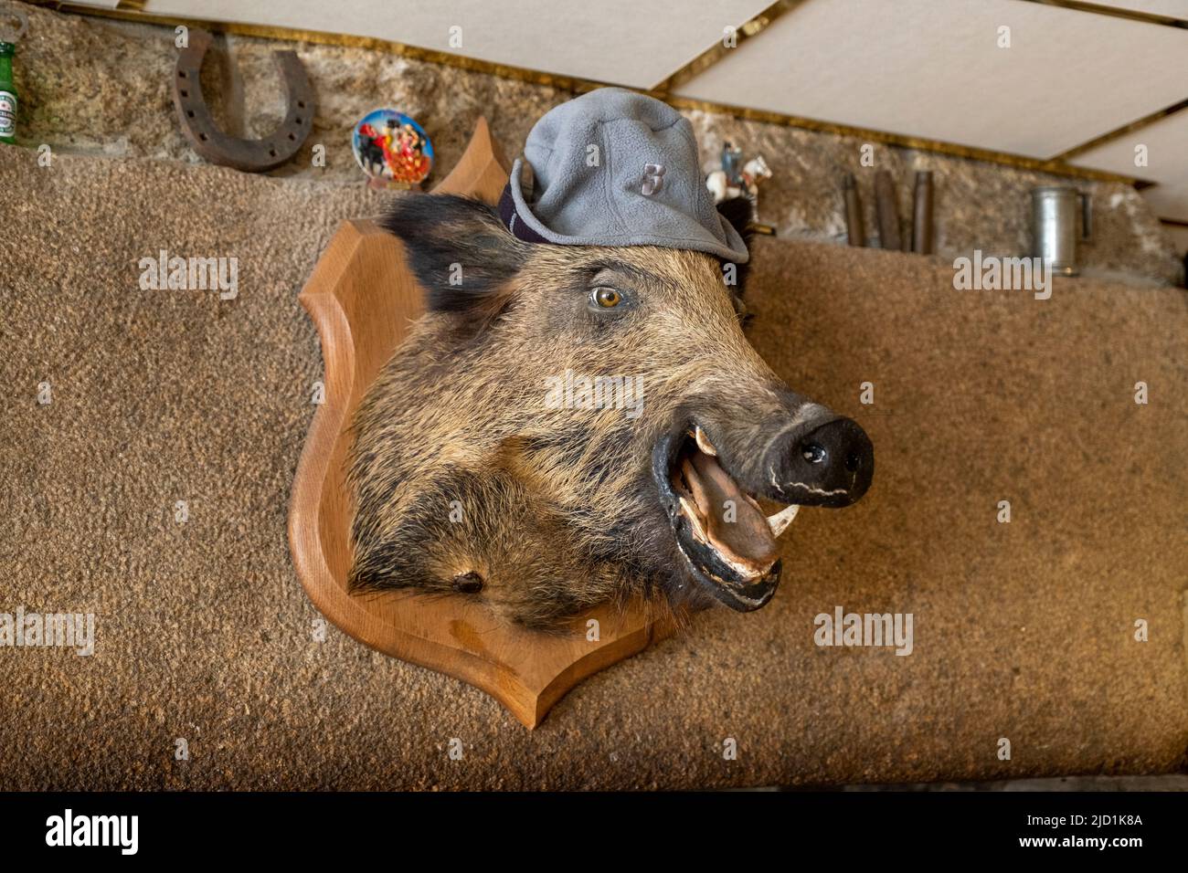 In einer Bar in Huelgoat, Bretagne, Frankreich, hängt ein Kopf eines Wildschweines an einer Wand. Stockfoto