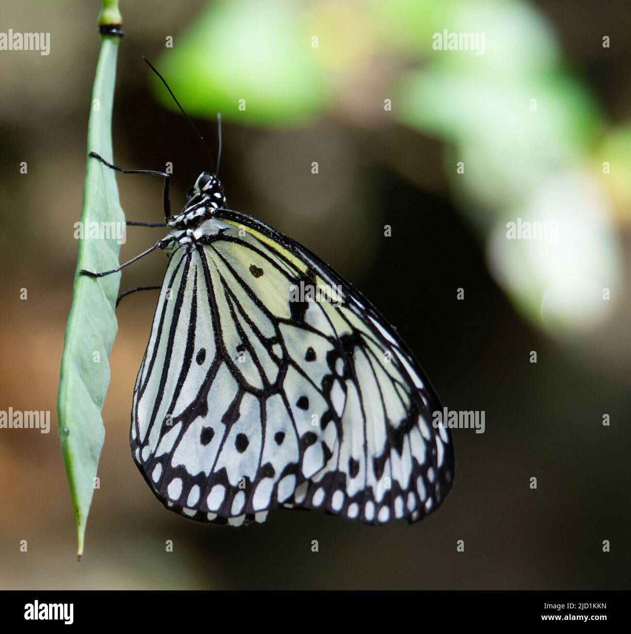 Große Baumnymphe (Idee leuconoe) Große Baumnymphe Schmetterling mit geschlossenen Flügeln ruht auf einem Tropical Seed Pod Stockfoto