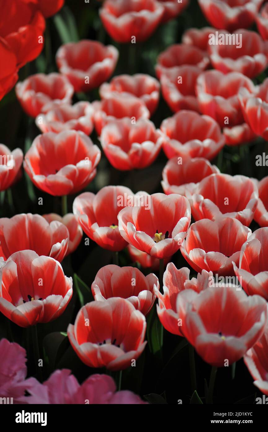 Rot mit weißen Rändern Triumph Tulpen (Tulipa) Outfit blühen im März in einem Garten Stockfoto