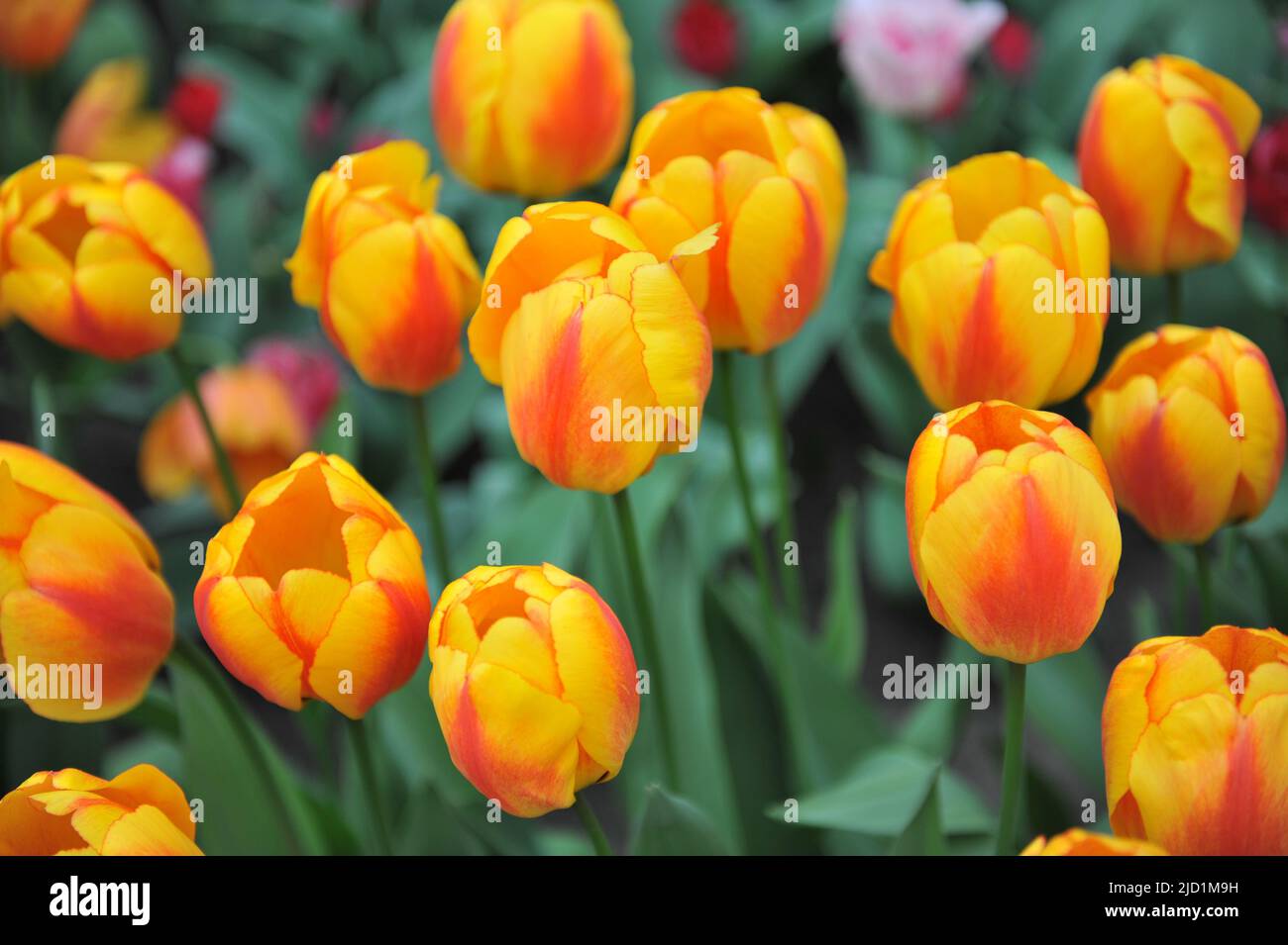 Gelb und rot Darwin Hybride Tulpen (Tulipa) Oxford Wonder blüht im April in einem Garten Stockfoto