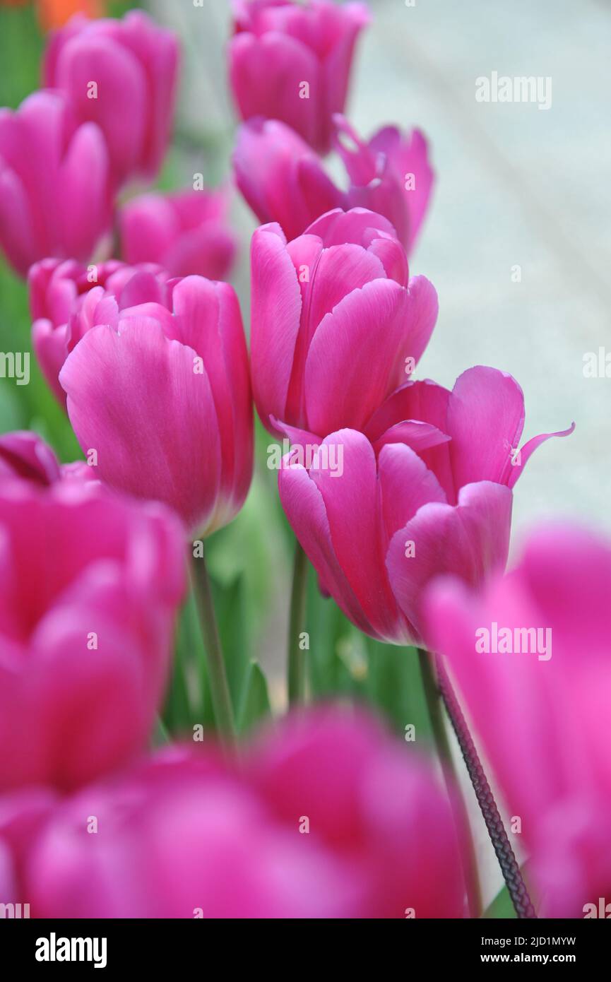 Pink Triumph Tulpen (Tulipa) im März blühen in einem Garten Panter Stockfoto