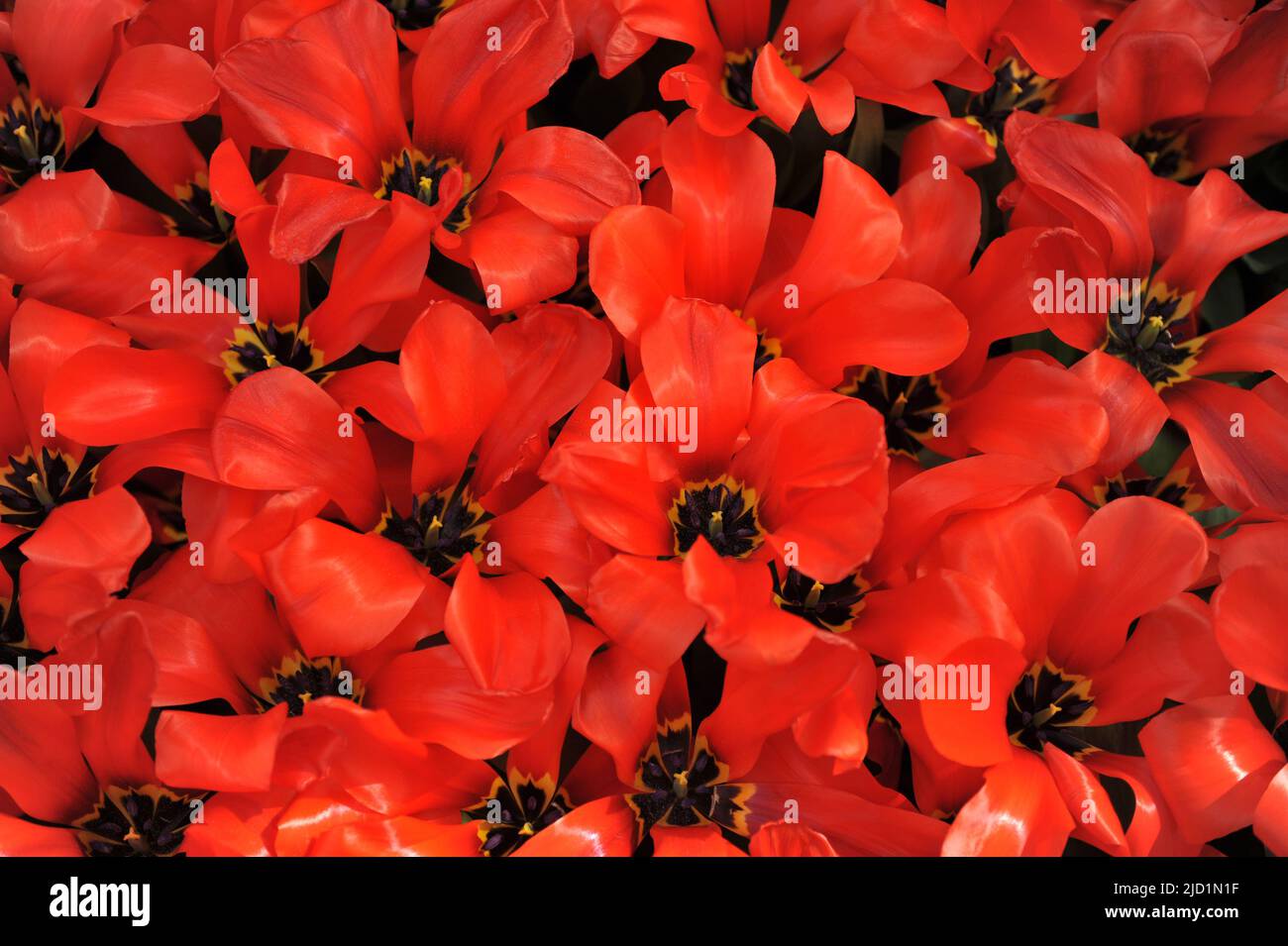 Orange-rote Fosteriana Tulpen (Tulipa) Park Blick blühen in einem Garten im März Stockfoto