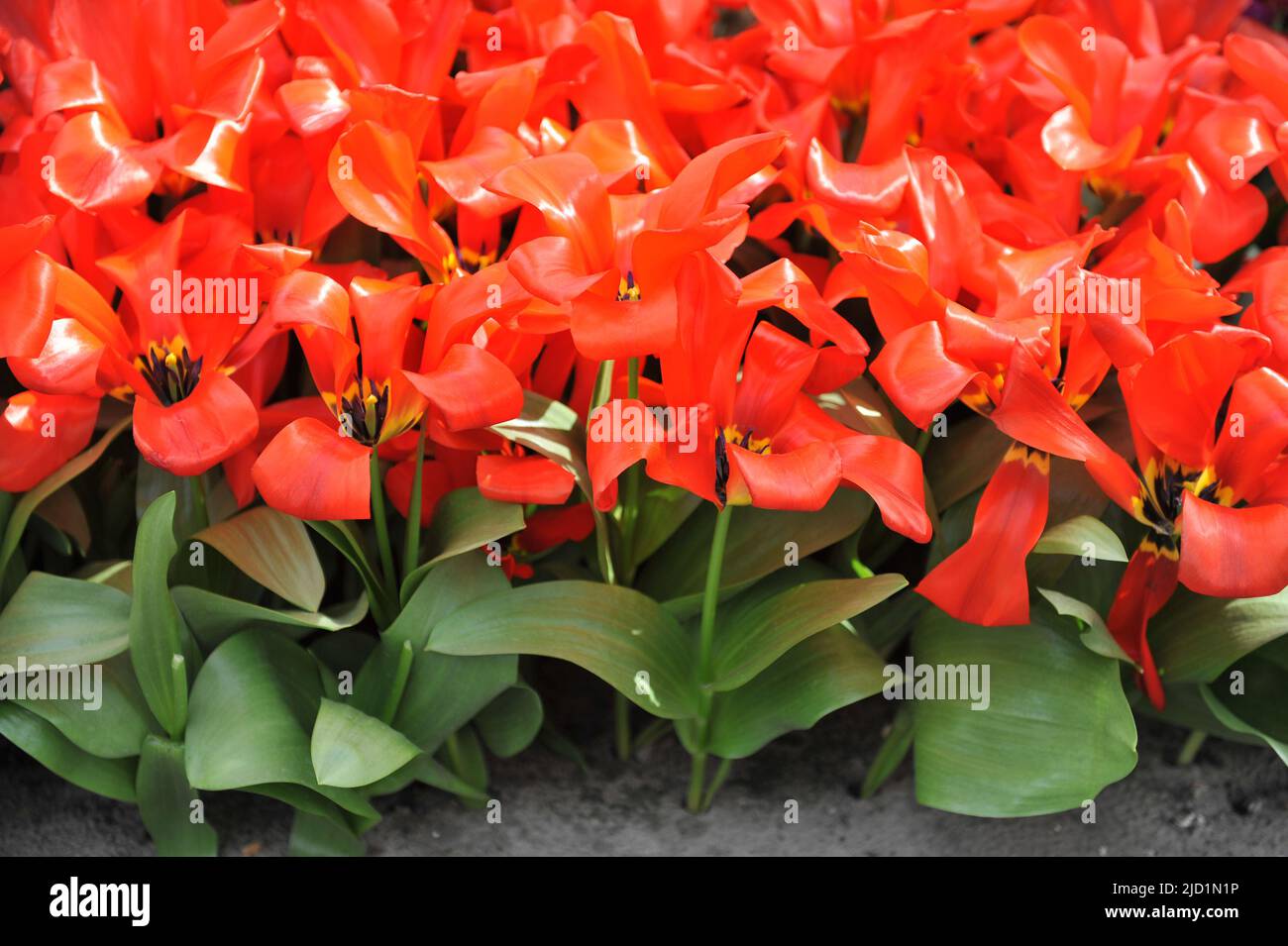 Orange-rote Fosteriana Tulpen (Tulipa) Park Blick blühen in einem Garten im März Stockfoto