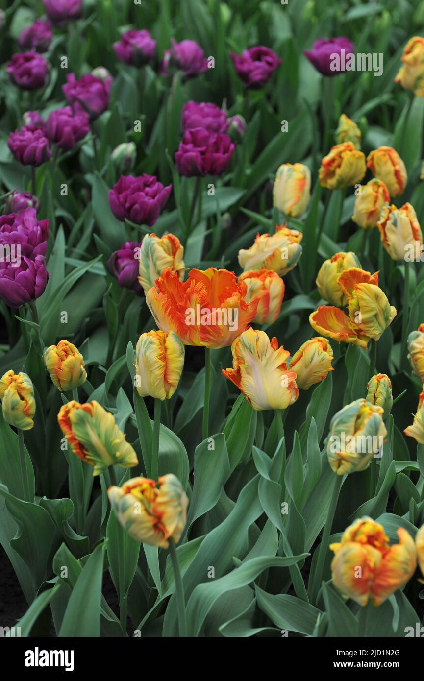 Orange-gelbe Tulpen (Tulipa) Papageienkönig blühen im April in einem Garten Stockfoto