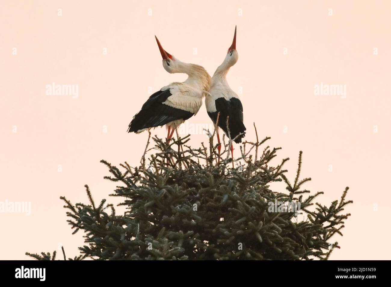 Ein Paar Weißstörche steht im Nest und begrüßt den neuen Tag bei Sonnenaufgang mit klappernden Schnäbeln, Paarungssaison im Frühjahr, Oetwil am See, Kanton Stockfoto