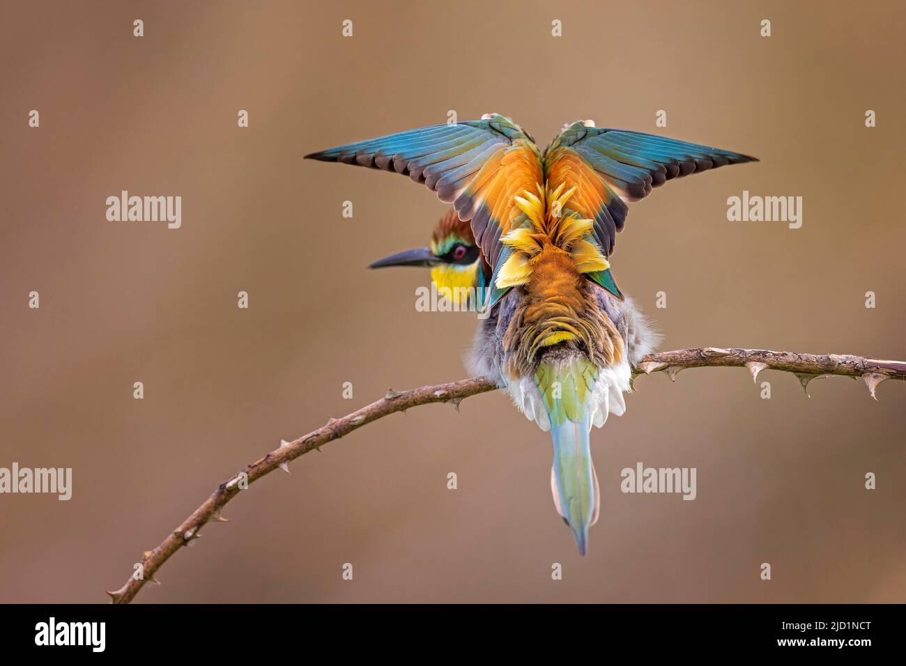 Bienenfresser (Merops apiaster) Rückenansicht, Gefiederpflege, Sachsen-Anhalt, Deutschland Stockfoto