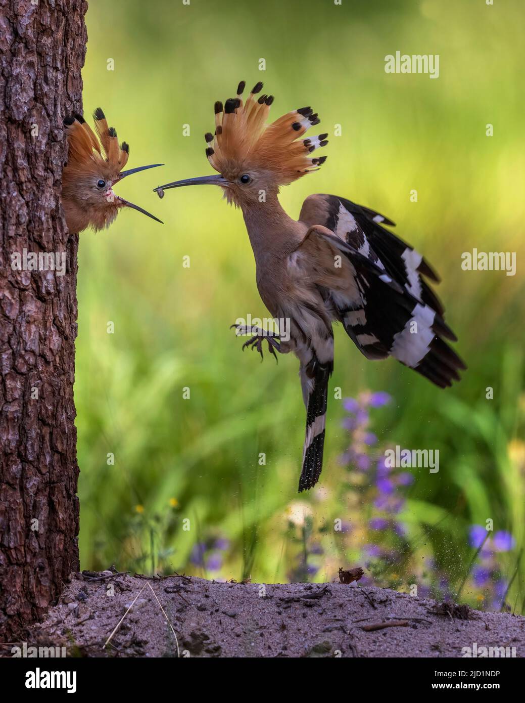 Wiedehopf (Upupa epops) Ameisenlöwe als Futter für den Jungvögel, Futtertransfer an der Bruthöhle, Vogel des Jahres 2022, Biosphäre Zentralelbe Stockfoto