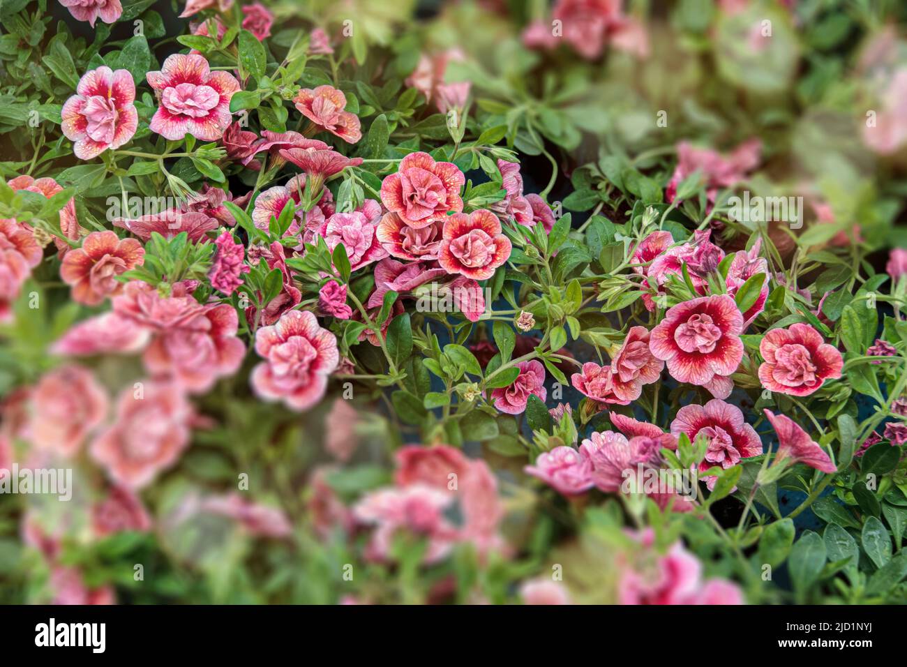 Calibrachoa. Helle Sommerblume zum Dekorieren eines Balkons oder einer Terrasse. Viele kleine rote Frottee-Glocken vor dem Hintergrund saftig grüner Blätter. Stockfoto