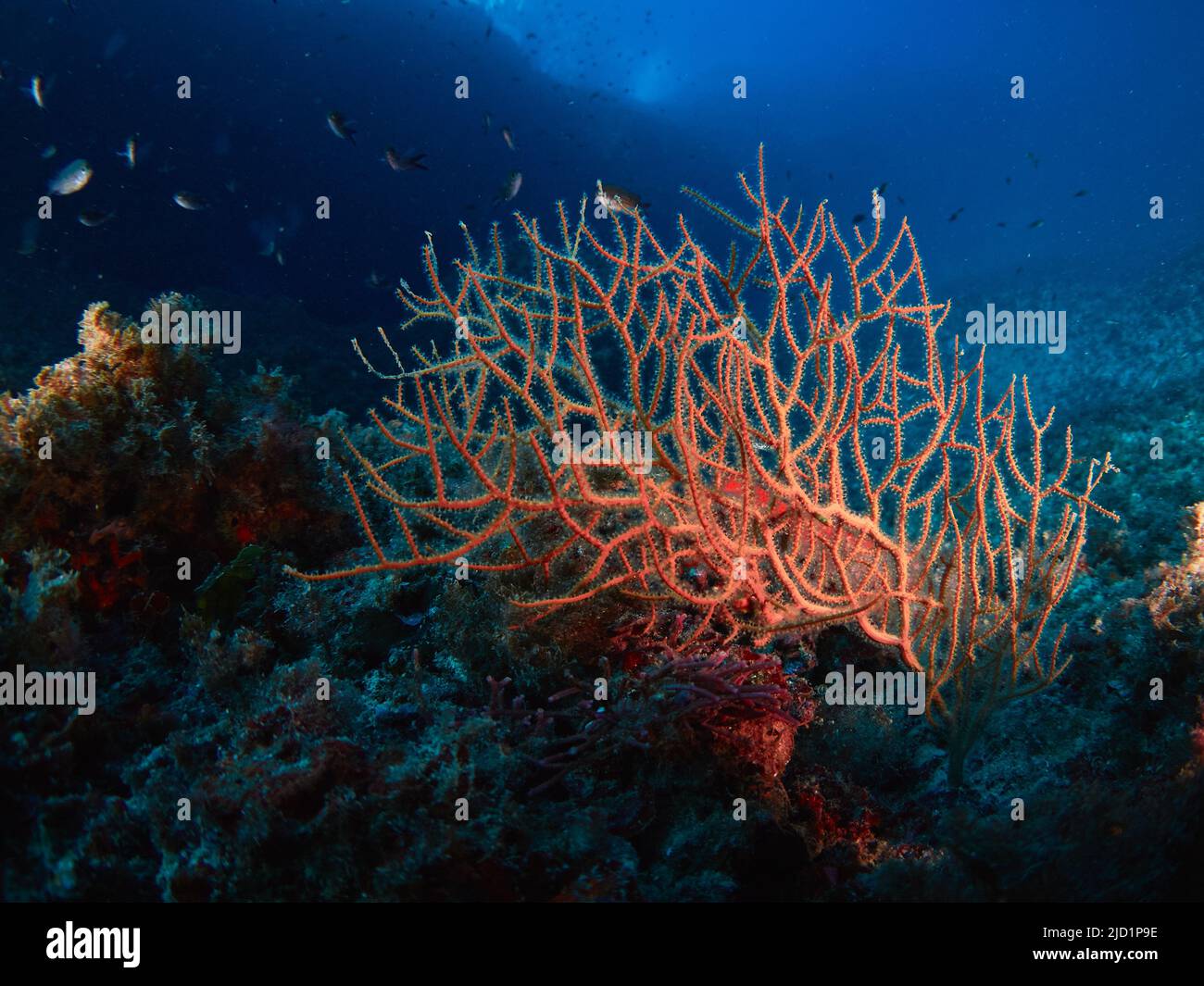 Mediterrane Unterwasserlandschaft mit Felsen, Korallen und Algen an einem sonnigen Tag Stockfoto