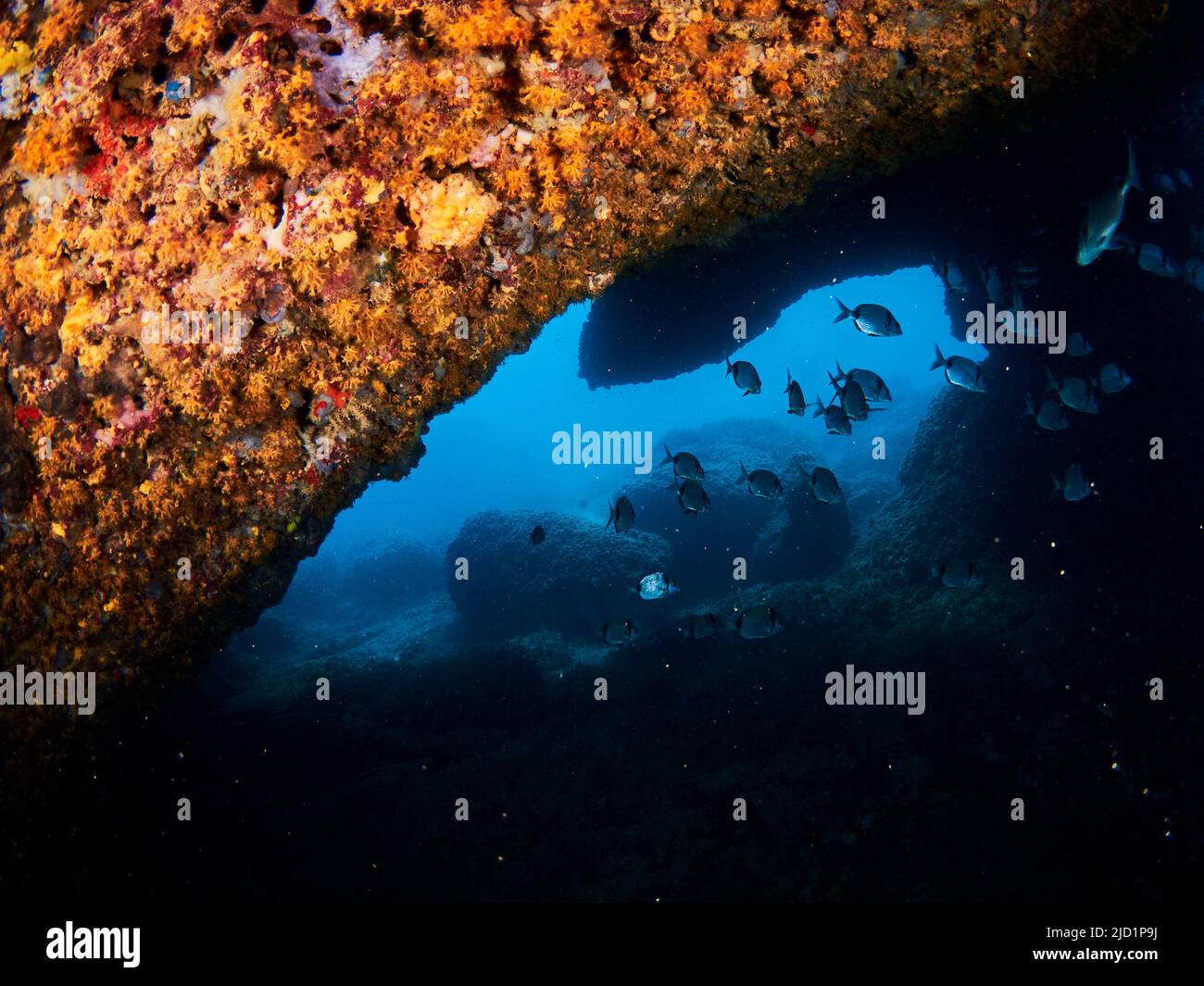 Mediterrane Unterwasserlandschaft mit Felsen, Korallen und Algen an einem sonnigen Tag Stockfoto