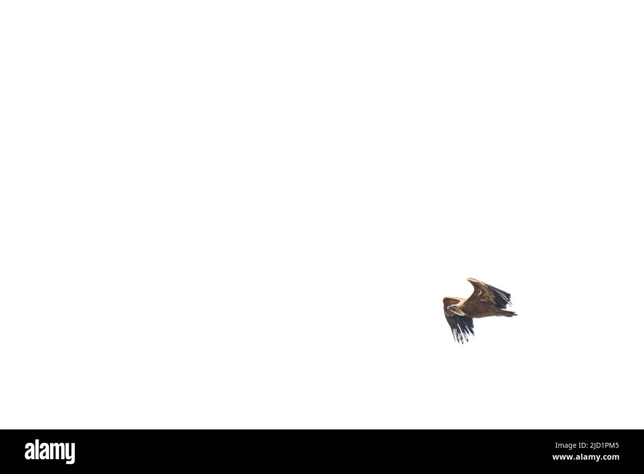 Profilansicht des Geiers, der isoliert auf weißem Hintergrund gleitet Stockfoto