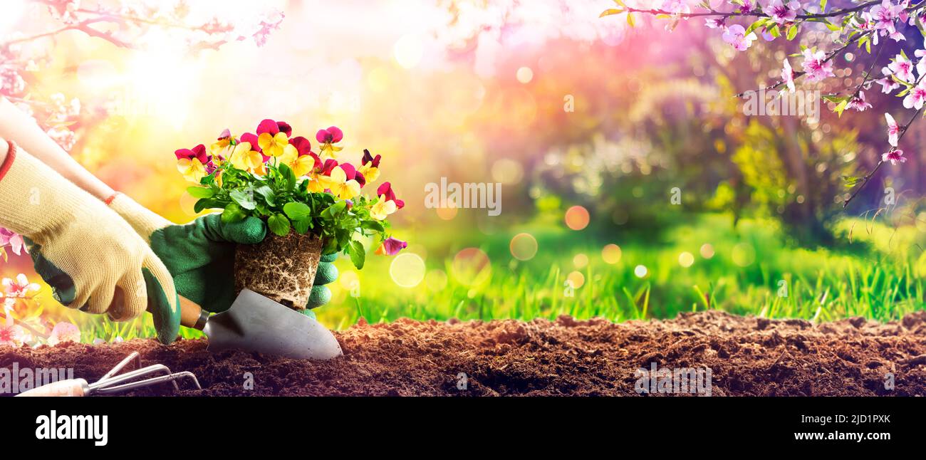 Gartenarbeit - Pflanzen Eines lila Stiefmütterchen im Garten mit abstrakten defokussed Bokeh Licht Stockfoto