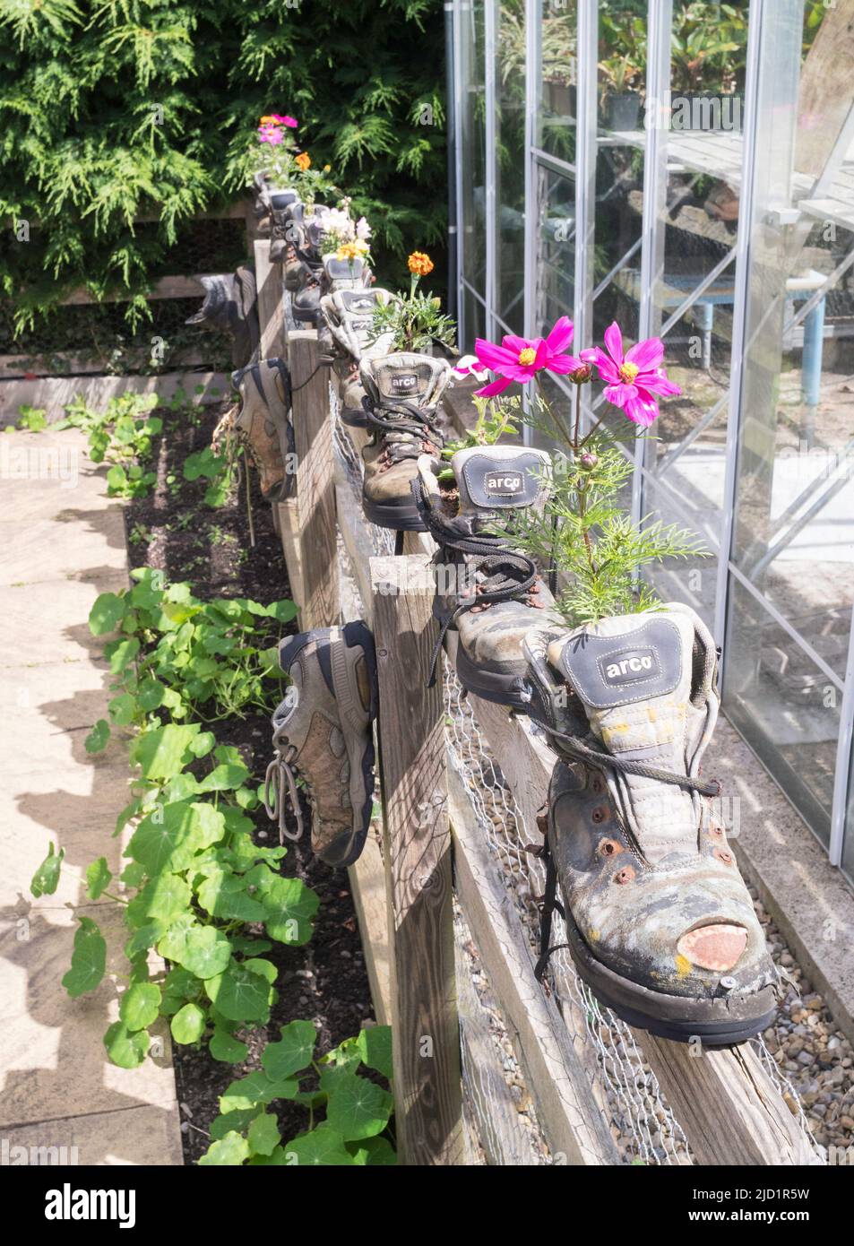 Blumen in einer Reihe von alten Stiefeln in den Wurzeln gepflanzt und schießt Garden, Alnwick Gardens, Alnwick, Northumberland, England, VEREINIGTES KÖNIGREICH Stockfoto