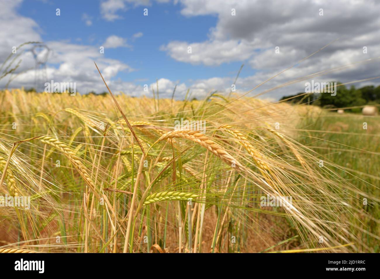 Ein Weizenfeld unter einem stürmischen Himmel. Höhere Getreidekosten. Mangel an Weizen in der Welt wegen des Krieges in der Ukraine und der Hitzewelle Stockfoto