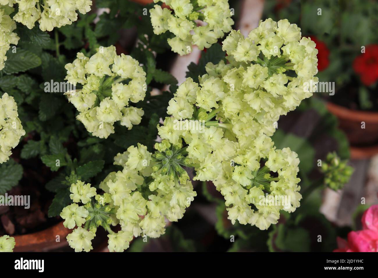 Die ungewöhnlichen gelb-grünen Blüten von Lanai 'Apple Green' (Verbena x hybrida') in Nahaufnahme. Es ist eine nachlaufende Sommerbettpflanze, beliebt für den Einsatz in po Stockfoto