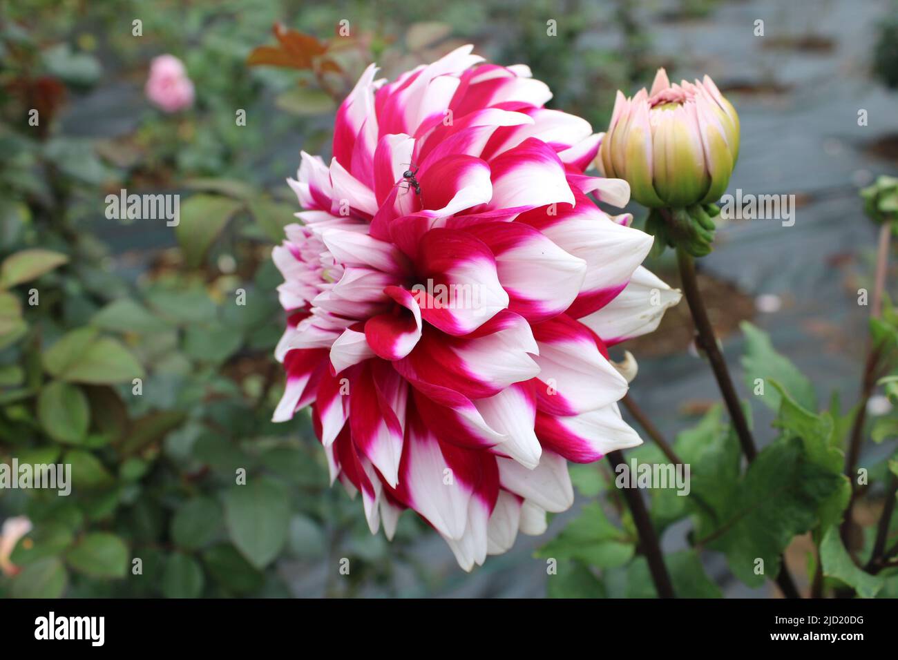 Dahlie Blume Stockfoto