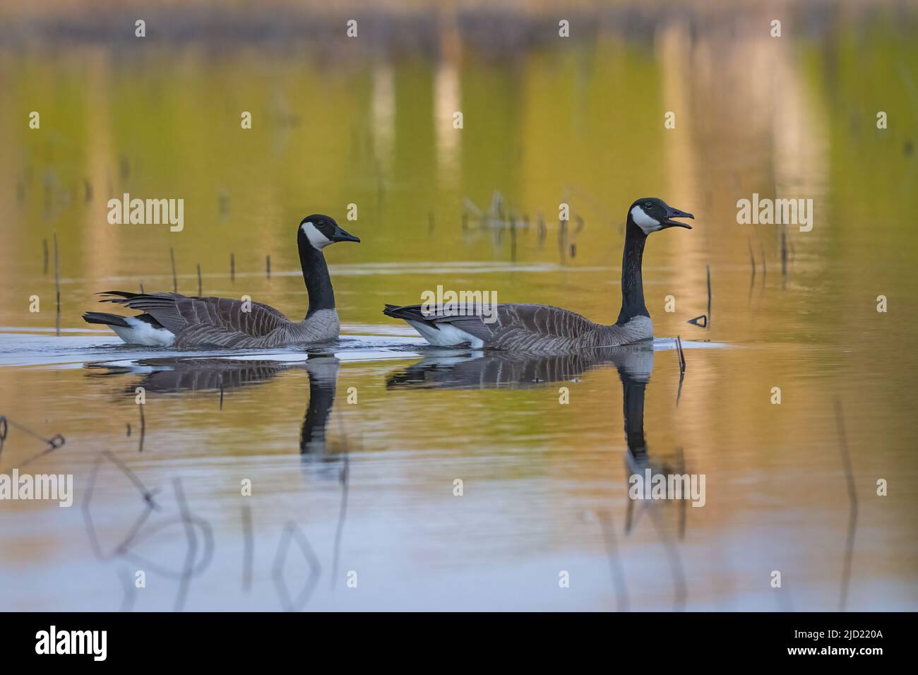 Ein Paar Kanadagänse schweben an einem herrlichen Frühlingsmorgen mit meinem Kajak im Kangaroo Lake Nature Preserve in der Nähe von Baileys Harbour in Door County WI. Stockfoto