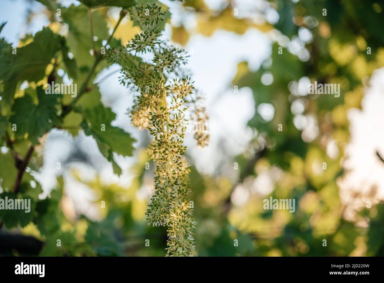 Junge, blühende Trauben auf der Weinrebe in der Nähe des Weinbergs Stockfoto