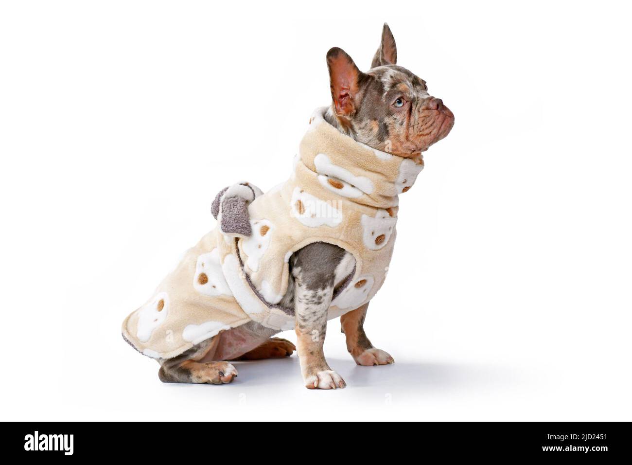 Französische Bulldoggen tragen einen Bademantel aus Fleece-Stoff auf weißem Hintergrund Stockfoto