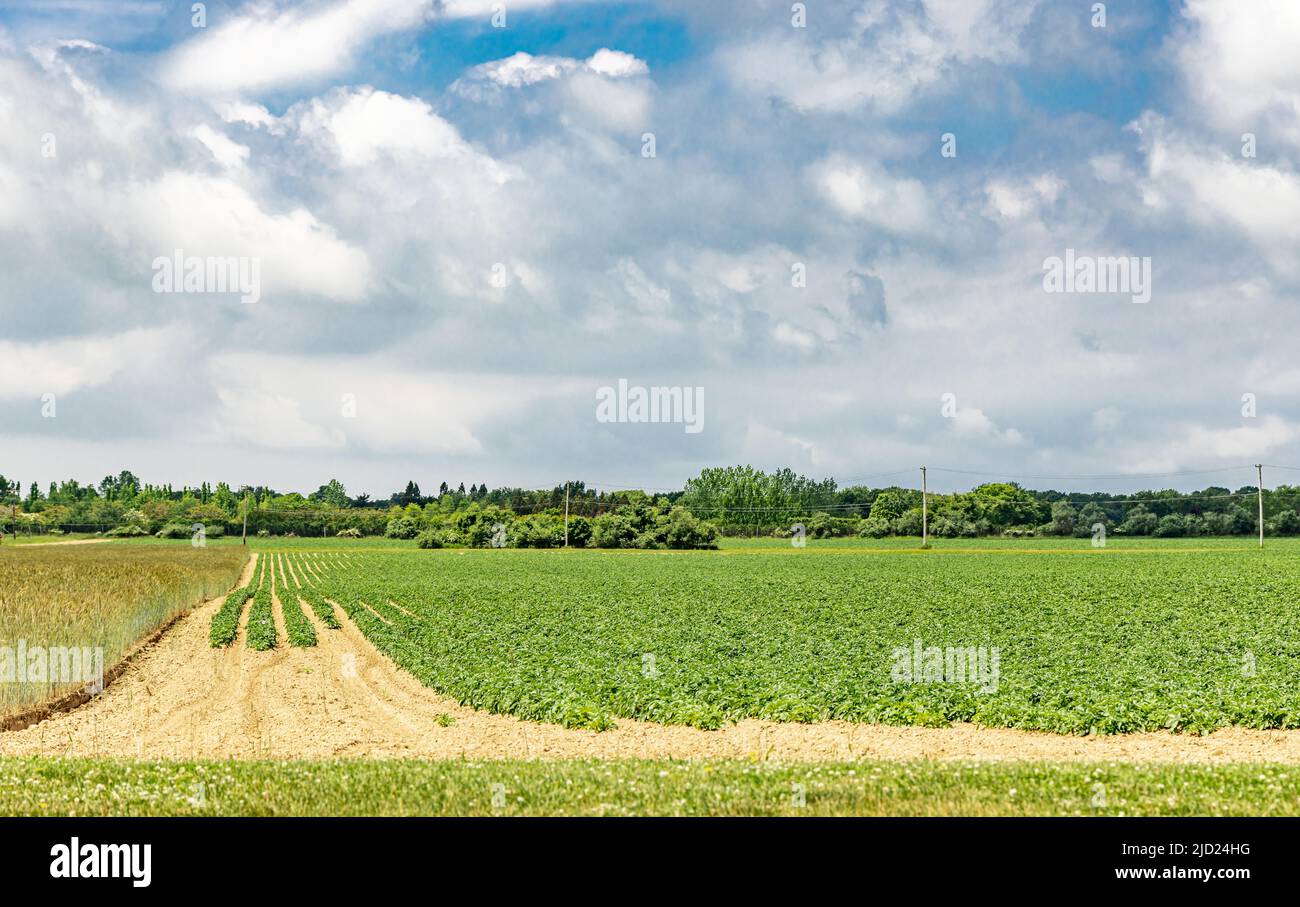 Landschaft eines Feldes in Bridgehampton, ny Stockfoto