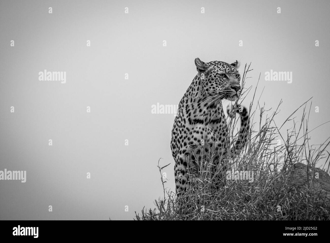 Leopardin, die auf einem kleinen Buckel in Schwarz und Weiß im Krüger National Park in Südafrika steht. Stockfoto