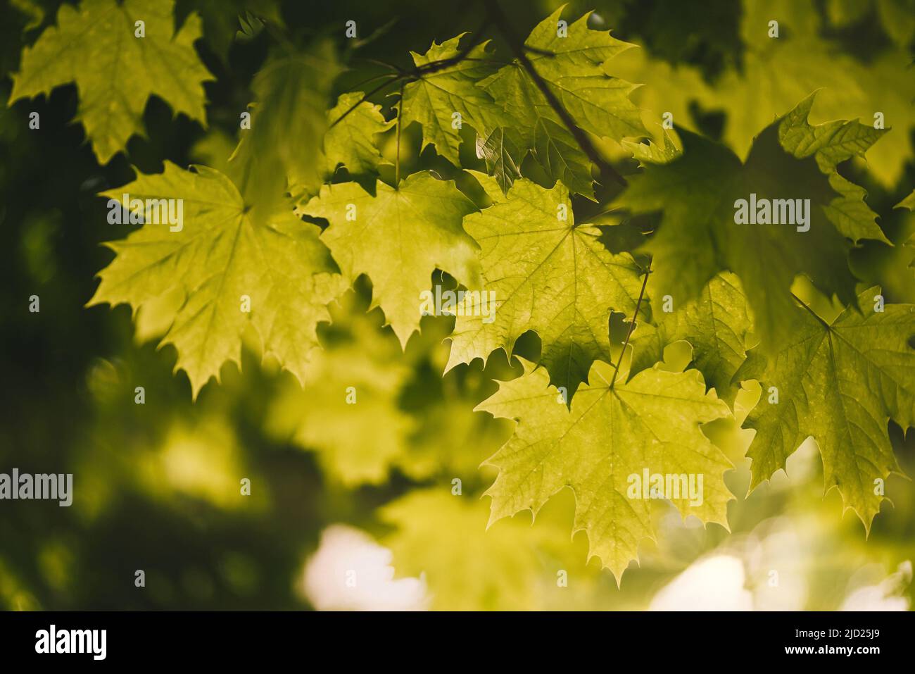 Nahaufnahme von grünen Ahornblättern auf Baum, natürlicher Hintergrund Stockfoto