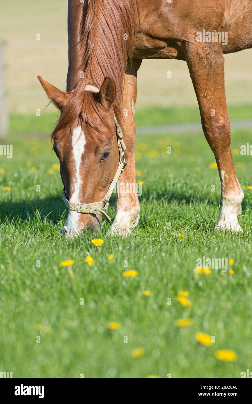 Ein grasendes braunes Pferd auf einer frischen grünen Wiese Stockfoto