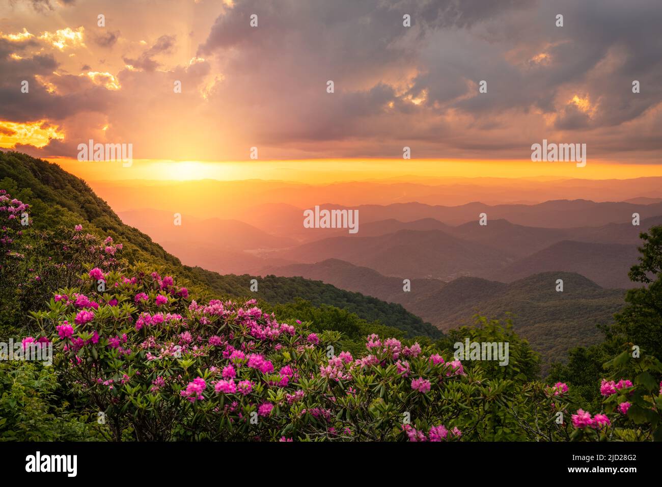 Die Great Craggy Mountains entlang des Blue Ridge Parkway in North Carolina, USA, mit Catawba Rhododendron während eines Sonnenuntergangs im Frühling. Stockfoto