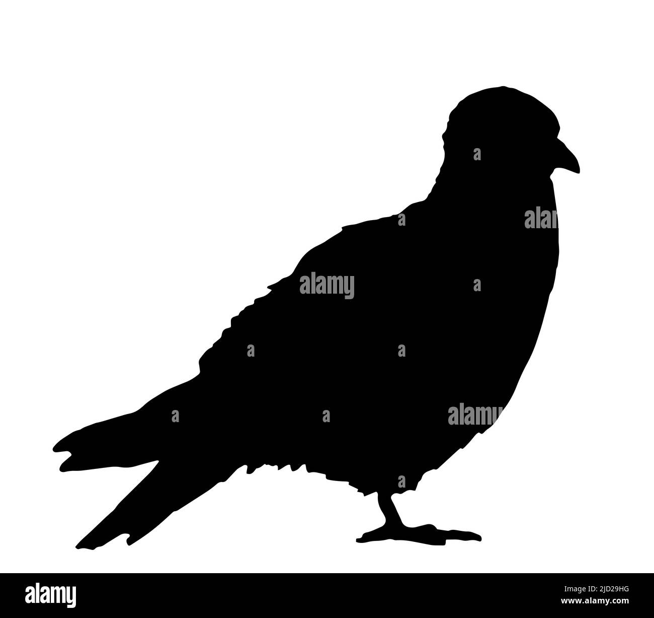 Taubenvögel, Silhouette schwarz auf weiß Stock Vektor