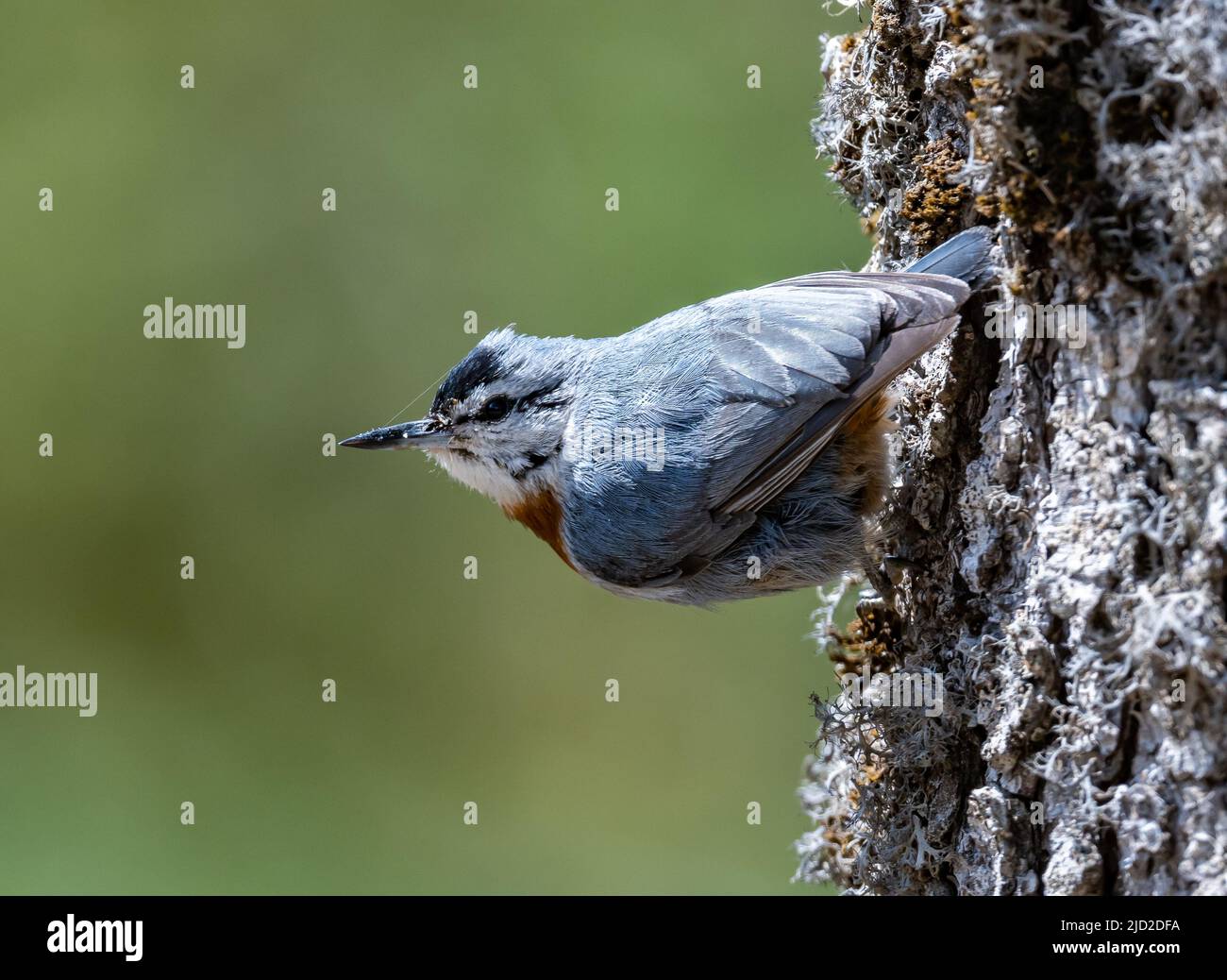 Ein Krüper's Nuthatch (Sitta krueperi) auf der Nahrungssuche auf einem Baumstamm. Antalya, Türkiye. Stockfoto