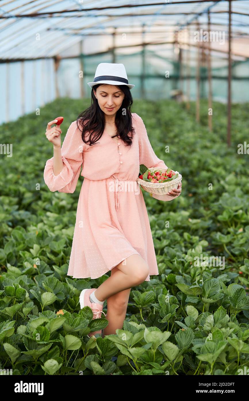 Mädchen pflückt Erdbeere im Gewächshaus. Korb mit frischen Bio-Beeren - gesunde Ernährung Erdbeere. Unterstützung lokaler Geschäfte. Auf dem Land, genießen Sie die kleinen Dinge, Natur Kern Lebensstil Stockfoto
