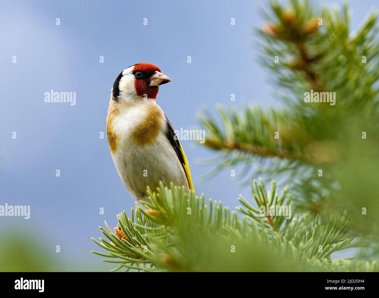 Ein bunter männlicher Europäischer Goldfink (Carduelis carduelis), der auf einem Zweig thront. Niğde, Türkiye. Stockfoto