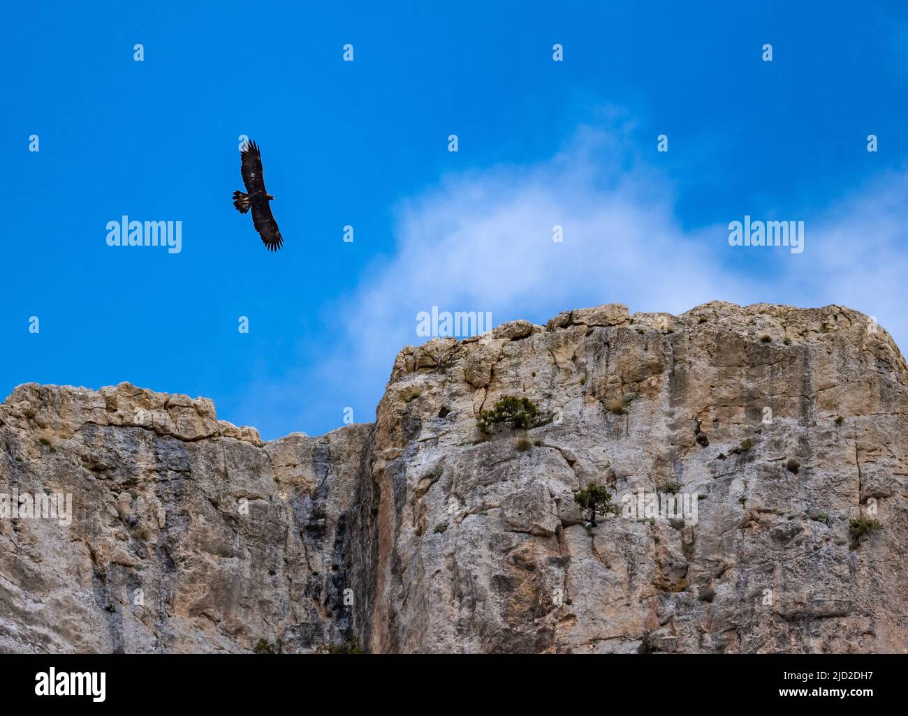 Ein Goldener Adler (Aquila chrysaetos), der über die felsigen Klippen des Taurusgebirges fliegt. Aladaglar Nationalpark, Niğde, Türkiye. Stockfoto