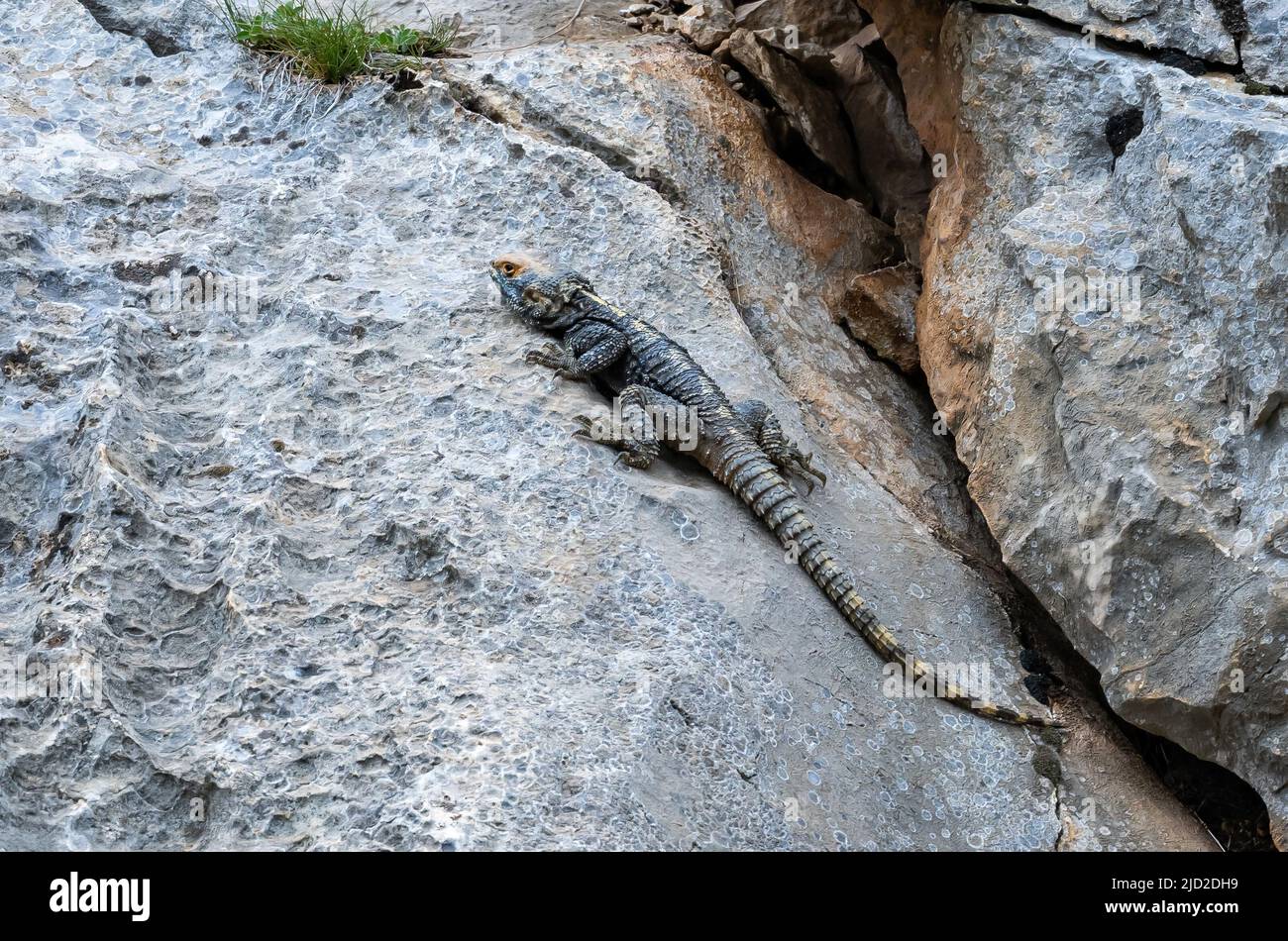 Ein Roughtail Rock Agama (Stellagama stellio), der auf einem Felsen sonnen soll. Aladaglar Nationalpark, Niğde, Türkiye. Stockfoto
